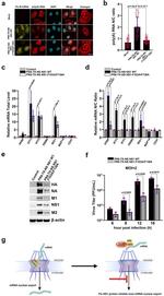 Influenza A M2 Antibody in Western Blot (WB)