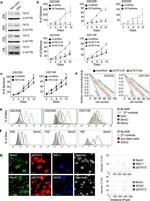TET3 Antibody in Western Blot (WB)