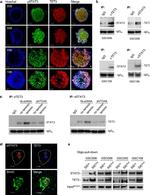 TET3 Antibody in Western Blot (WB)