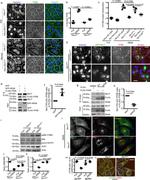 TFEB Antibody in Western Blot (WB)