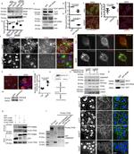 TFEB Antibody in Western Blot, Immunocytochemistry (WB, ICC/IF)