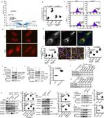 TFEB Antibody in Western Blot (WB)