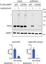 C14orf130 Antibody in Western Blot (WB)