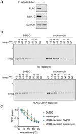 C14orf130 Antibody in Western Blot (WB)
