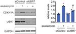 C14orf130 Antibody in Western Blot (WB)