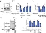 C14orf130 Antibody in Western Blot (WB)