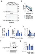 C14orf130 Antibody in Western Blot (WB)