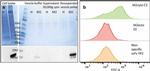 Influenza A M2 Antibody in Western Blot, Flow Cytometry (WB, Flow)