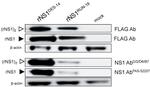 Dengue Virus Type 2 NS1 Antibody in Western Blot (WB)