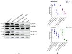 Dengue Virus Type 2 NS1 Antibody in Western Blot (WB)