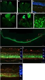 GFP Antibody in Immunohistochemistry (IHC)