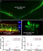 GFP Antibody in Immunohistochemistry (IHC)