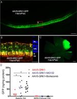 GFP Antibody in Immunohistochemistry (IHC)