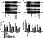 alpha-ENaC Antibody in Western Blot (WB)