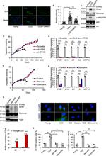 STING Antibody in Western Blot (WB)