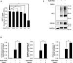 KSHV ORF45 Antibody in Western Blot (WB)
