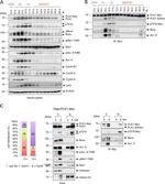 PKMYT1 Antibody in Western Blot (WB)