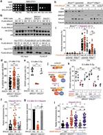 C20orf196 Antibody in Western Blot (WB)