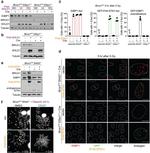 C20orf196 Antibody in Western Blot (WB)