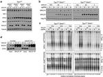 C20orf196 Antibody in Western Blot (WB)