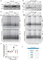 C20orf196 Antibody in Western Blot (WB)