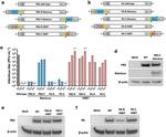 Influenza A PB2 Antibody in Western Blot (WB)