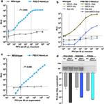 Influenza A PB2 Antibody in Western Blot (WB)