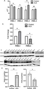 PIWIL1 Antibody in Western Blot (WB)