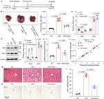 OAZ1 Antibody in Western Blot (WB)