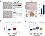 ARIH1 Antibody in Immunohistochemistry (IHC)