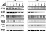 Klotho Antibody in Western Blot (WB)