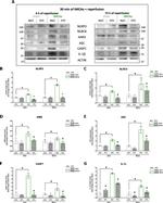NLRP3 Antibody in Western Blot (WB)
