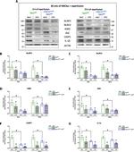NLRP3 Antibody in Western Blot (WB)