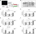 NLRP3 Antibody in Western Blot (WB)