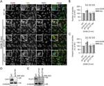 Caveolin 1 Antibody in Western Blot (WB)