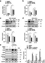 iNOS Antibody in Western Blot (WB)