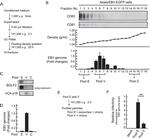 Epstein Barr Virus p18 Antibody in Western Blot (WB)