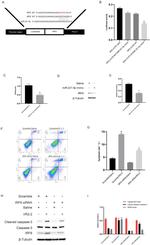 IRF6 Antibody in Western Blot (WB)