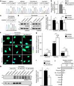 VCP Antibody in Western Blot (WB)