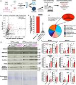 FXR2 Antibody in Western Blot (WB)