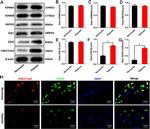 EZH2 Antibody in Western Blot (WB)