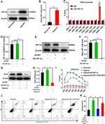 EZH2 Antibody in Western Blot (WB)
