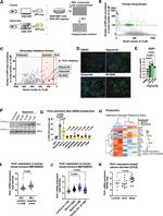 Estrogen Receptor alpha Antibody in Western Blot (WB)