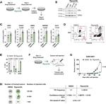 Estrogen Receptor alpha Antibody in Western Blot (WB)
