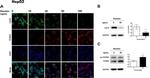 PCSK9 Antibody in Western Blot (WB)