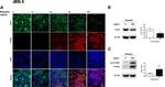 PCSK9 Antibody in Western Blot (WB)
