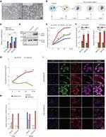 ACE2 Antibody in Western Blot (WB)