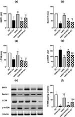 LC3B Antibody in Western Blot (WB)