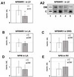 Neuropeptide B Antibody in Western Blot (WB)