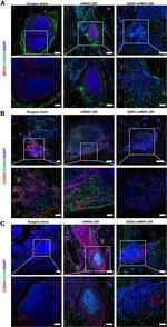 CD45RO Antibody in Immunohistochemistry (IHC)